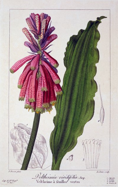 Veltheimia viridifolia, 1836 da Pancrace Bessa